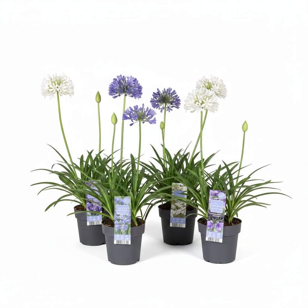 Agapanthus categorie