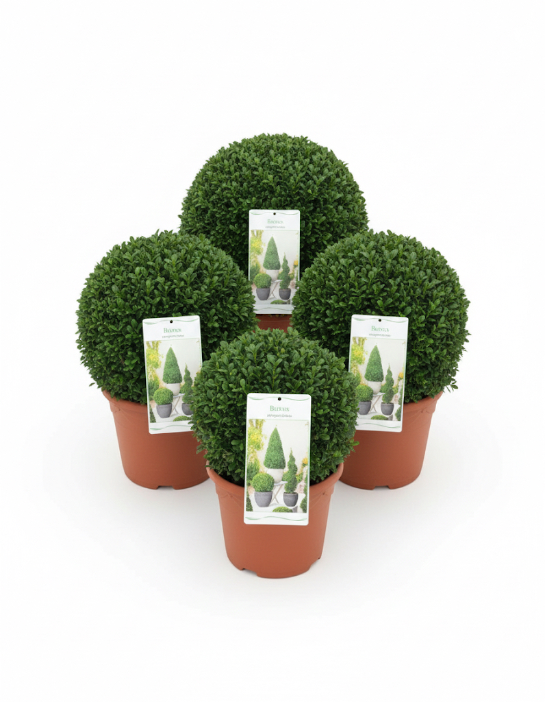 Buxus categorie