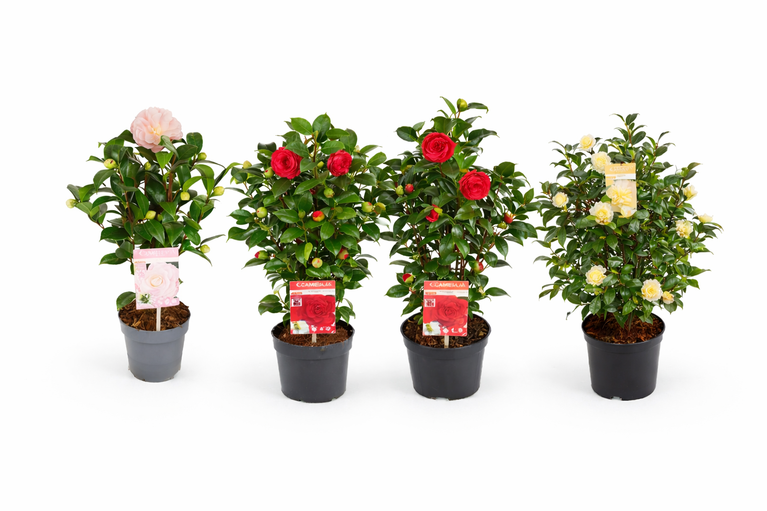 Camellia categorie